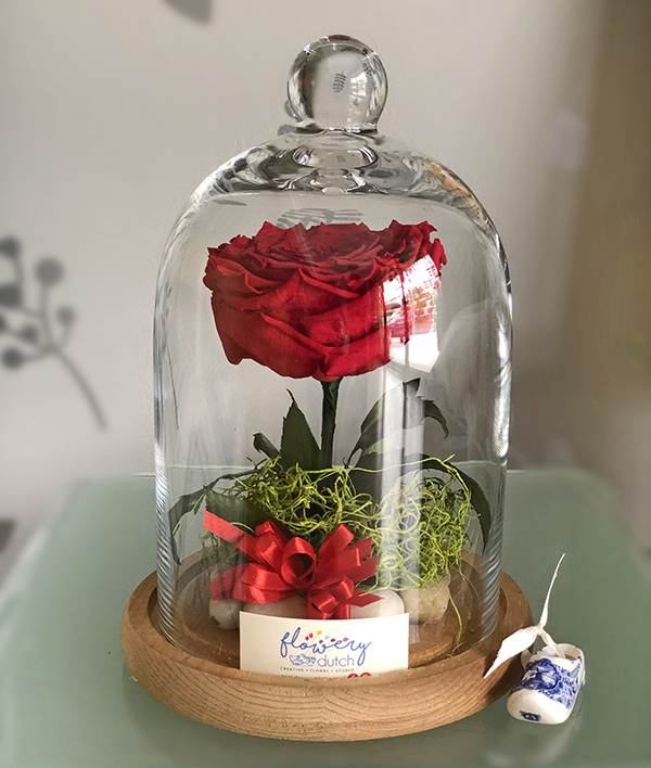 Rosa preservada – Flowery Dutch